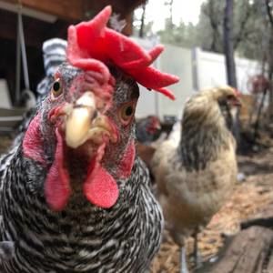 Meet your Posher, Melanie